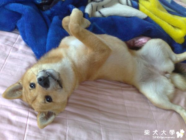 耳朵發炎了(原發表者:棕柴)(醫療保健)