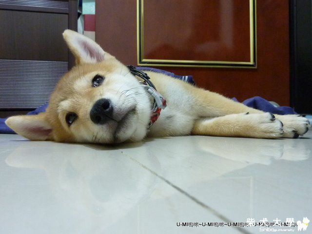 第三劑打完~UMI哀怨模樣= =!(原發表者:judy0809)(綜合討論)