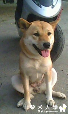 肉丸長大(原發表者:hsish)(相簿)