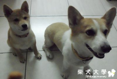 我家的小短腿跟小柴柴(原發表者:a8066551)(相簿)