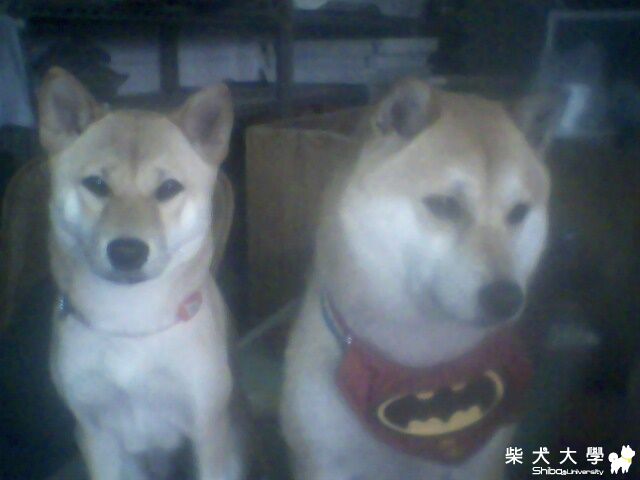 介紹肉丸的男朋友(原發表者:hsish)(相簿)