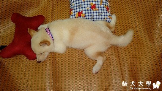 兩個月的白柴杏仁(原發表者:jimmilk7995)(影片)