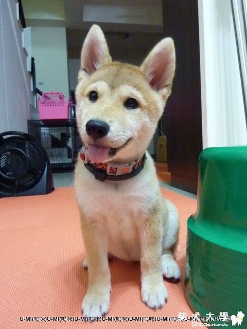 裝可愛?扮鬼臉?奇妙的吐舌!! umi(原發表者:judy0809)(影片)