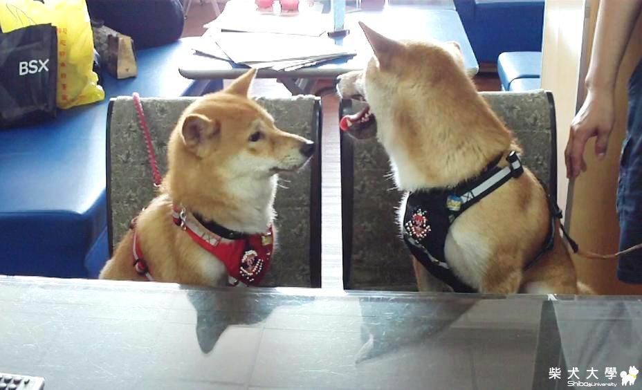 游泳池~吉谷的生日趴-2011年9月4日--美樂狗室內游泳池(原發表者:吉谷家)(相簿)