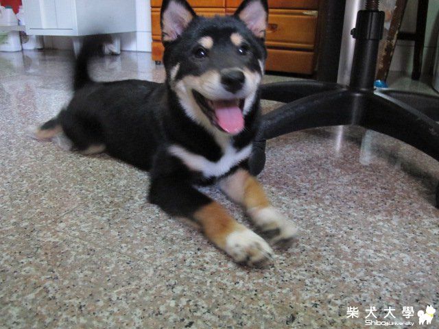 黑熊生活照(原發表者:time5598)(相簿)