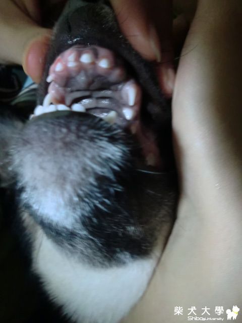 喔喔的牙齒....(原發表者:喔喔巴巴)(環境管理)