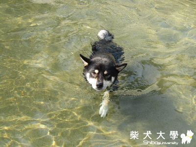 小寶戲水~~飛督努農場(原發表者:阿寶)(相簿)