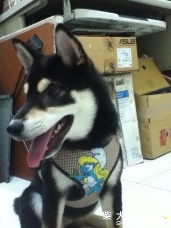 Uma的新胸背帶!!(原發表者:Uma麻)(綜合討論)