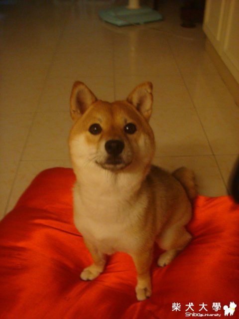 小胖妞為了吃...XD(原發表者:小胖妞媽)(相簿)