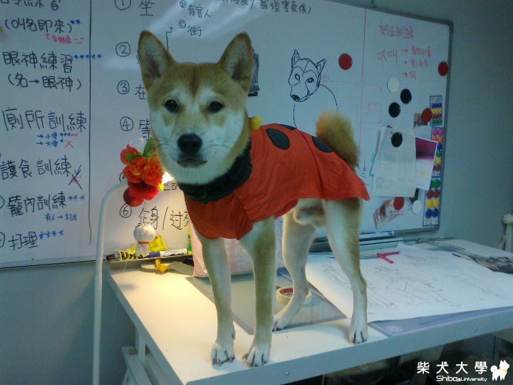 皮球：好久沒見了，大家記得我嗎？我又長大了(原發表者:i_am_qq)(相簿)