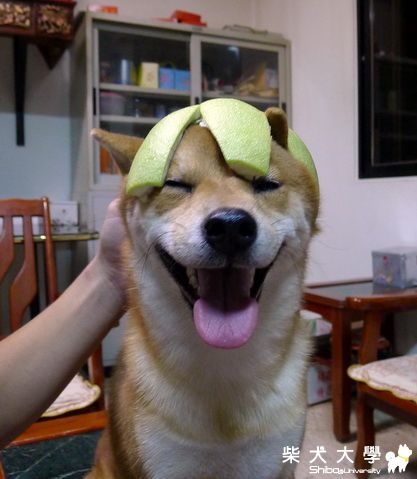 KingKong的第一個中秋節!!(原發表者:金剛家)(相簿)