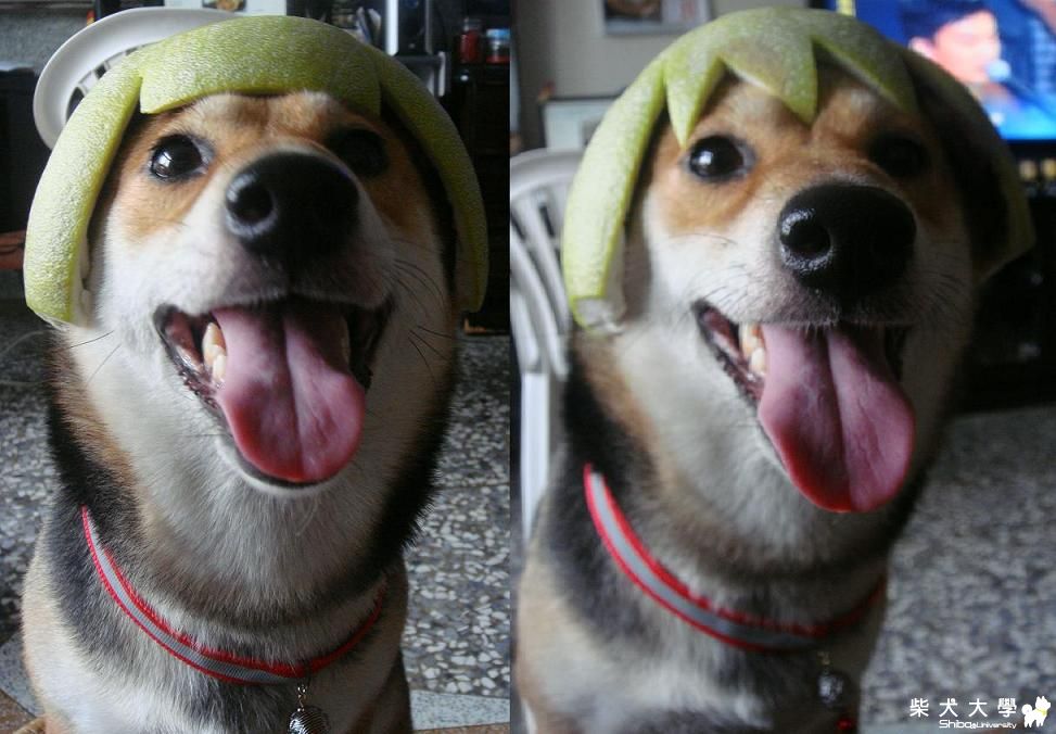 中秋BOBO也要來應景一下(原發表者:bolen912)(相簿)