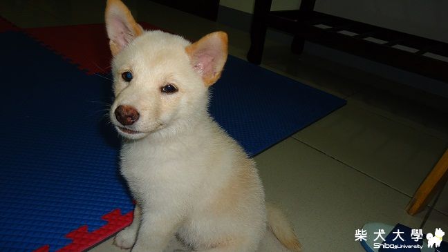 白柴柴~ 帥哥杏仁(原發表者:jimmilk7995)(相簿)