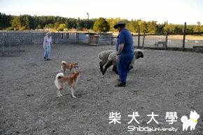 口吃弟弟牧羊(原發表者:gowell)(相簿)