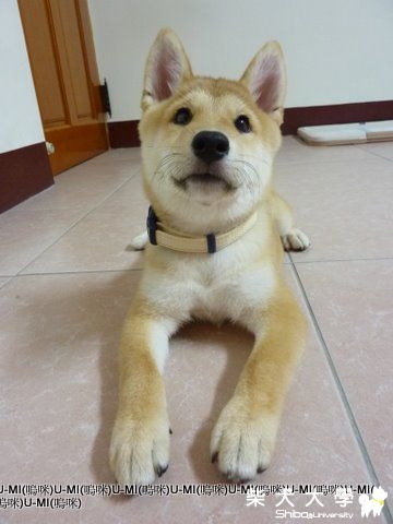 umi又回卓蘭啦(葡萄田奔跑追雞..)(原發表者:judy0809)(相簿)