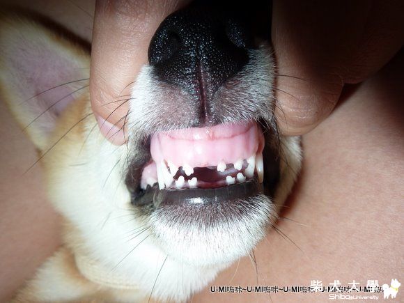 UMI詹嗚咪開始掉牙了!!!(原發表者:judy0809)(相簿)