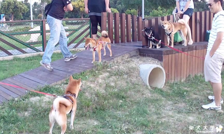 爭風吃醋~吉谷與Fighter.. and寵物公園門又被打開了(原發表者:吉谷家)(相簿)