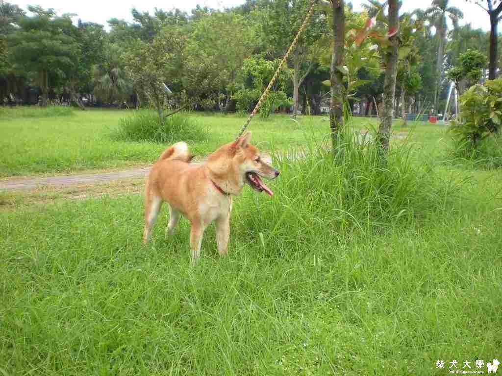 年糕外拍(原發表者:hebe033)(相簿)