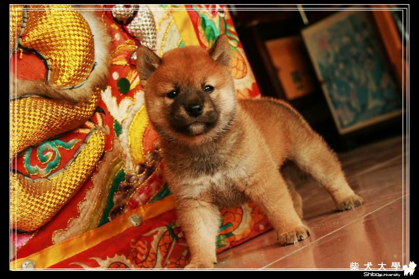 桃子媽咪的新生命(弟弟)!!!(原發表者:妞ㄦ)(相簿)