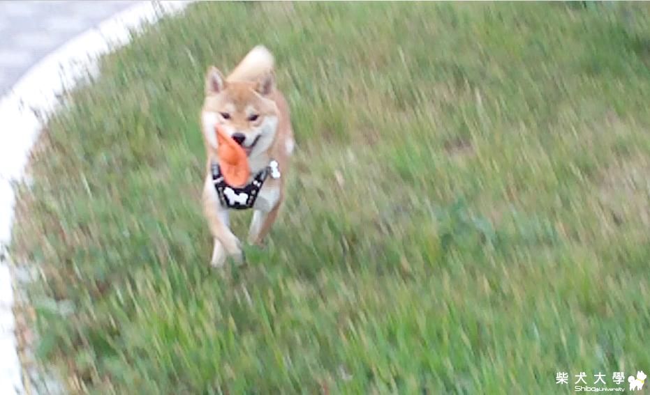 放風 運動...So  Happy(原發表者:吉谷家)(相簿)