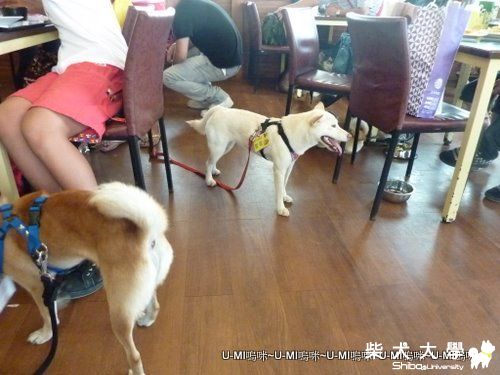 0925台中柏林生日趴。 (UMI嗚咪家)(原發表者:judy0809)(相簿)