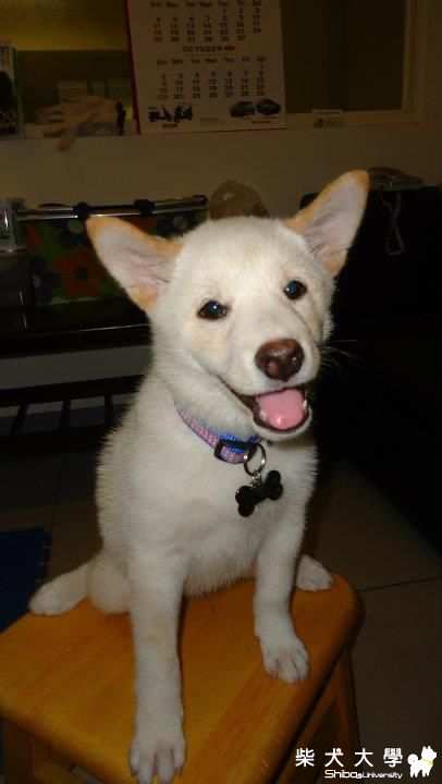 帶杏仁去打第二劑~十合一(原發表者:jimmilk7995)(醫療保健)