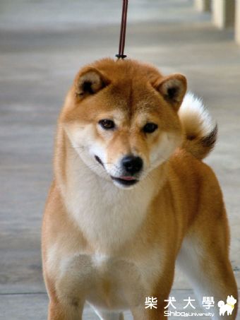 像吗？(原發表者:chiuki麻)(相簿)