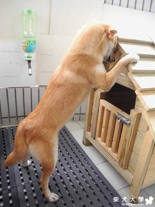 乖乖的罰站~(原發表者:adimus1998)(相簿)