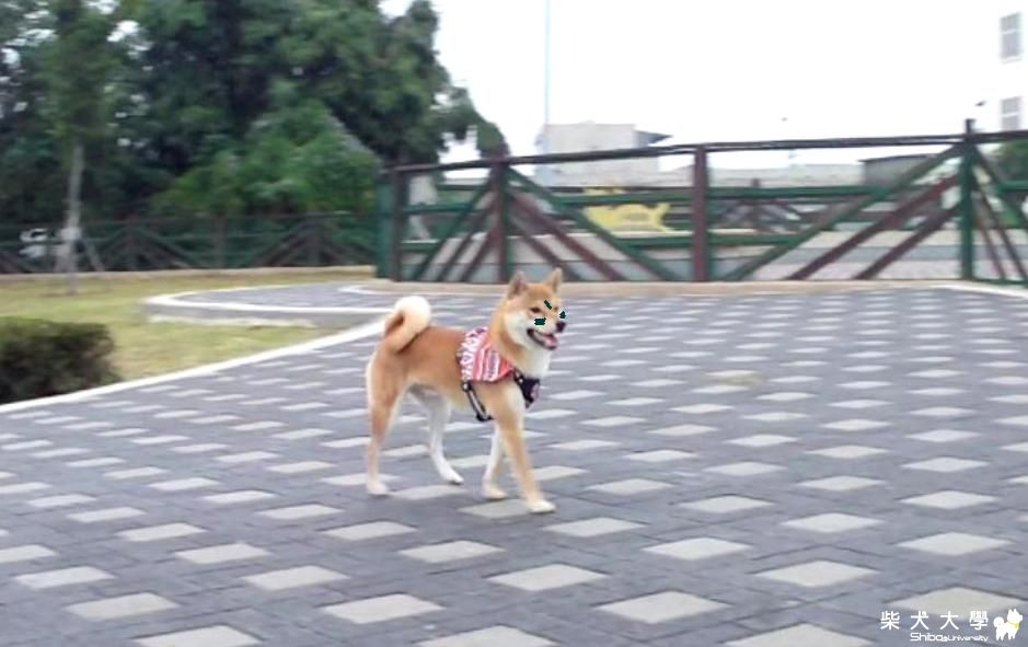 賽德克.吉谷 祝拔拔生日快樂~打鹿岸 原住民人文主題餐廳(原發表者:吉谷家)(相簿)