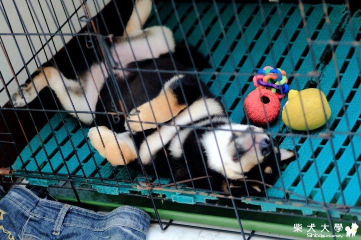 我家有對狗父子之睡相篇(原發表者:eric71903)(相簿)