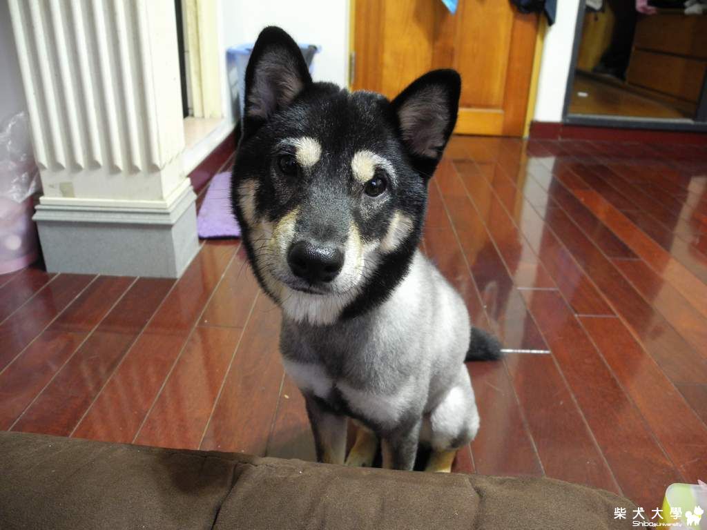 puppy永遠都是無辜的眼神~~(原發表者:adimus1998)(相簿)