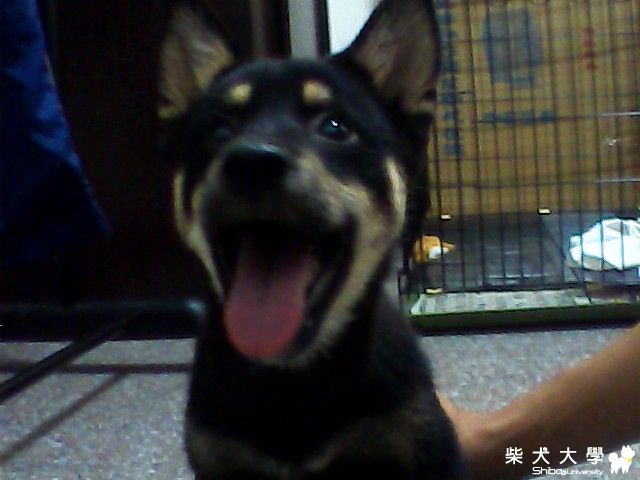 可樂的妹妹!!蓮霧!!!也四個月唷!!!(原發表者:AT家)(相簿)