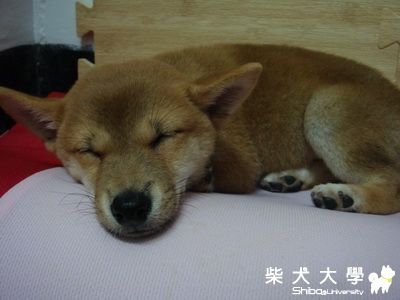 分享我家兔兔近照(原發表者:LINDA9956)(相簿)