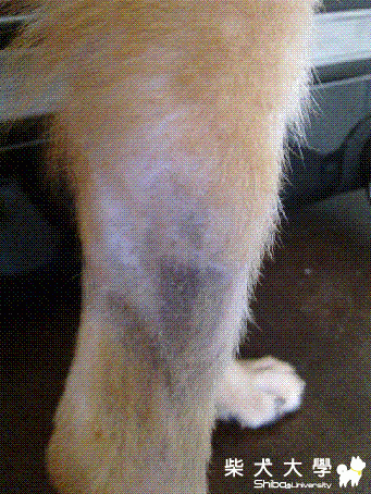 求助! 困擾了兩個月的皮膚病 到底是什麼?(原發表者:schafer)(醫療保健)