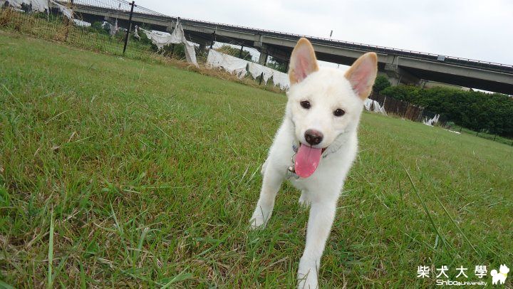 第一次去狗狗公園(原發表者:jimmilk7995)(相簿)