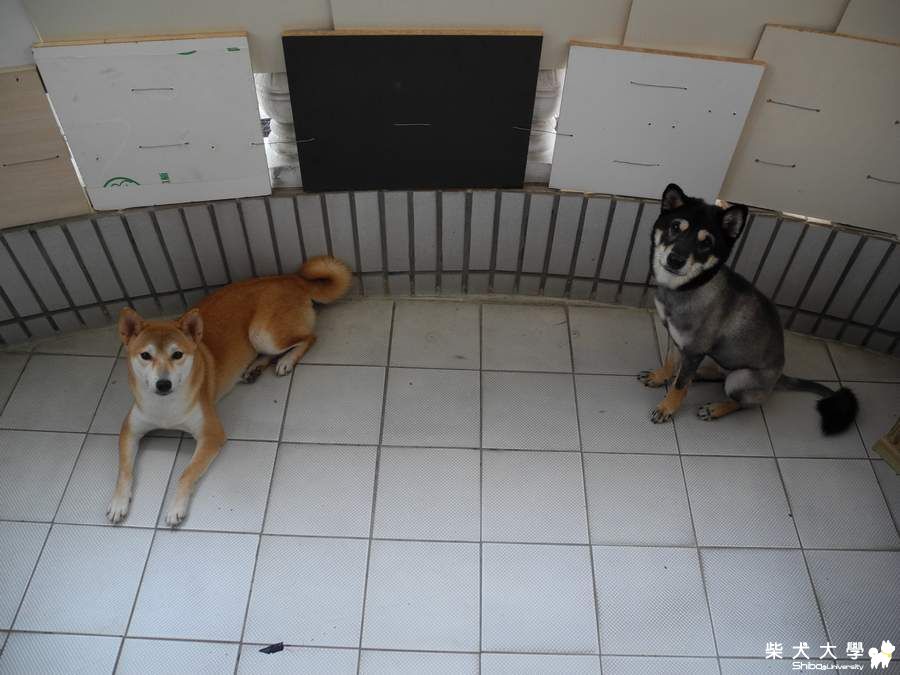 兩隻毛小孩~~(原發表者:adimus1998)(相簿)