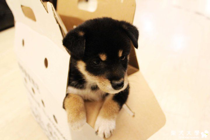 大家快來看cookie&冏冏(原發表者:sky3002003)(相簿)