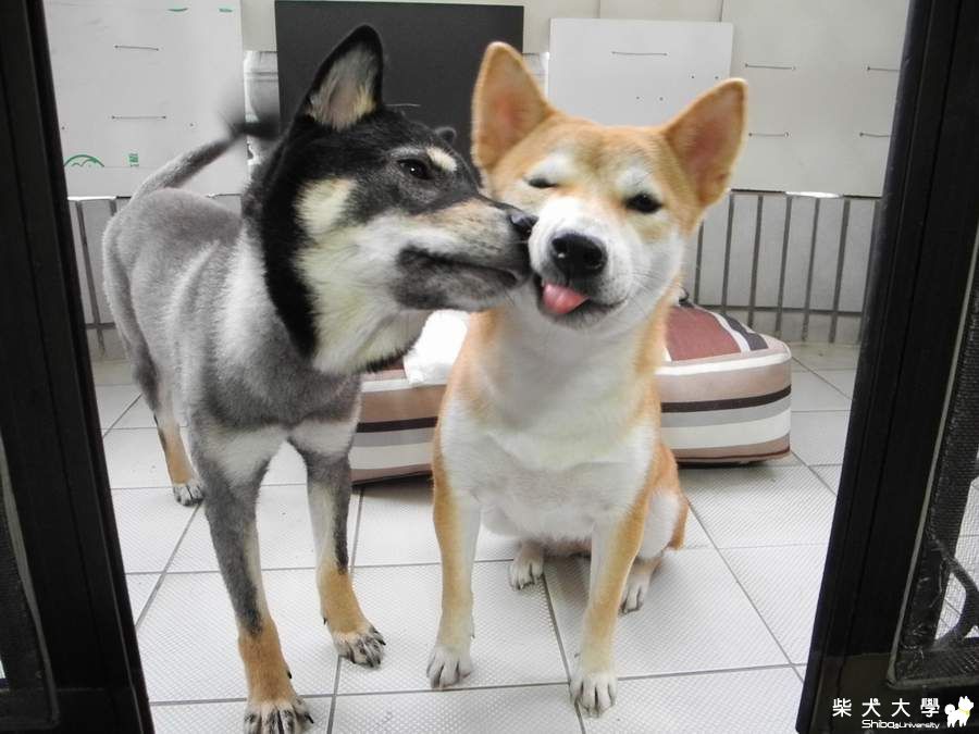 麻麻我要吃啦~~(原發表者:adimus1998)(相簿)