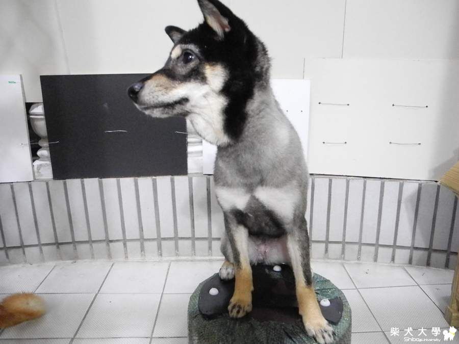 做壞事了吼~~~(原發表者:adimus1998)(相簿)