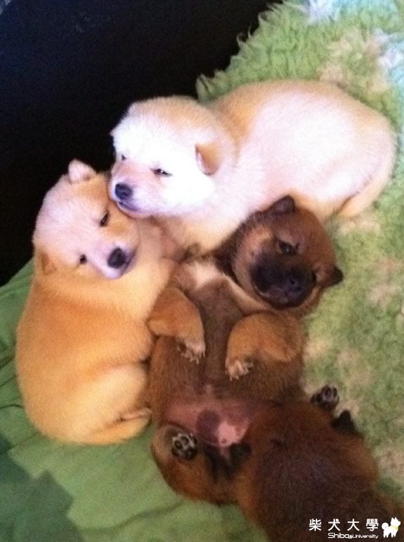 小柴from orient kennels(原發表者:chiuki麻)(相簿)