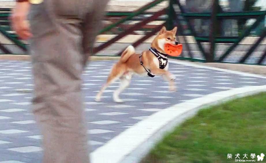 吉谷的毛毛補回差不多囉(原發表者:吉谷家)(相簿)