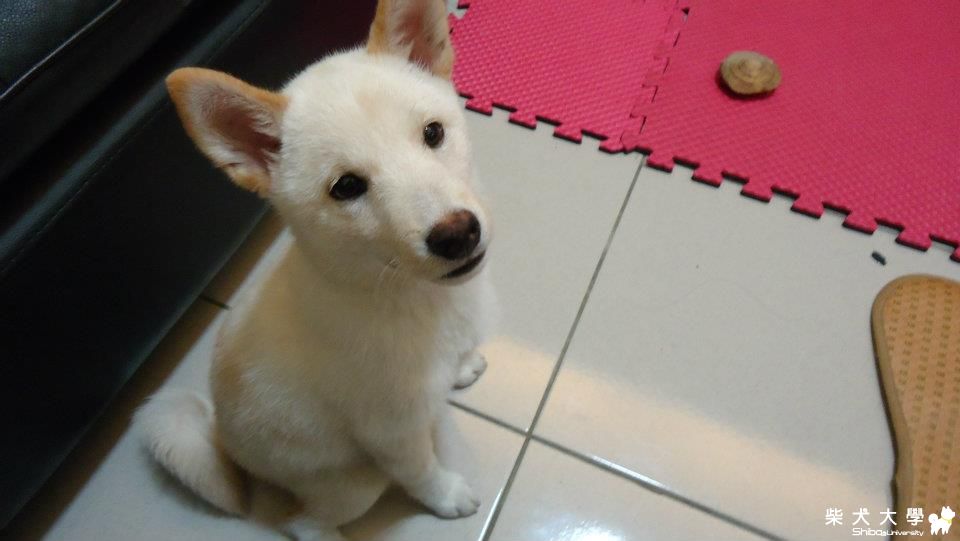 杏仁滿三個月了^^(原發表者:jimmilk7995)(相簿)