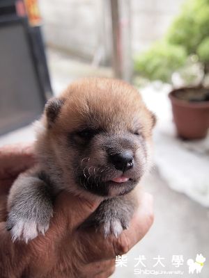 MONI  15天~相遇的時刻(原發表者:akon_1314)(相簿)