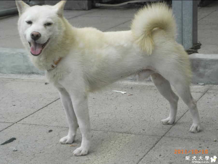 我們家這棟住戶的柴犬，可憐的白柴~(原發表者:老大滴爸比)(綜合討論)