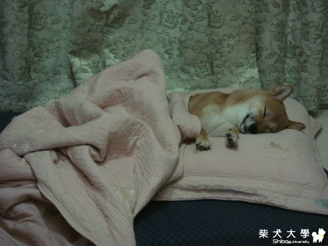 捲兒的大床:))(原發表者:小捲麻麻)(相簿)