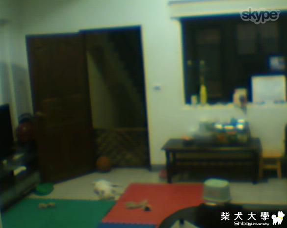 擔心獨自在家的柴柴嗎?(原發表者:jimmilk7995)(相簿)