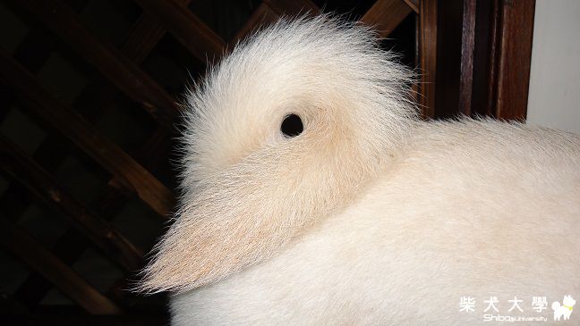 來分享大便吧~(原發表者:jimmilk7995)(綜合討論)