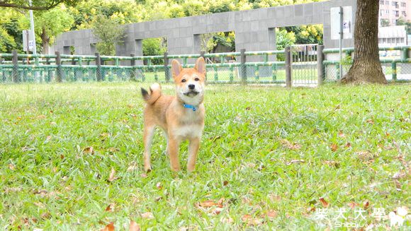 仔仔快樂的奔跑(原發表者:仔仔拔麻)(相簿)