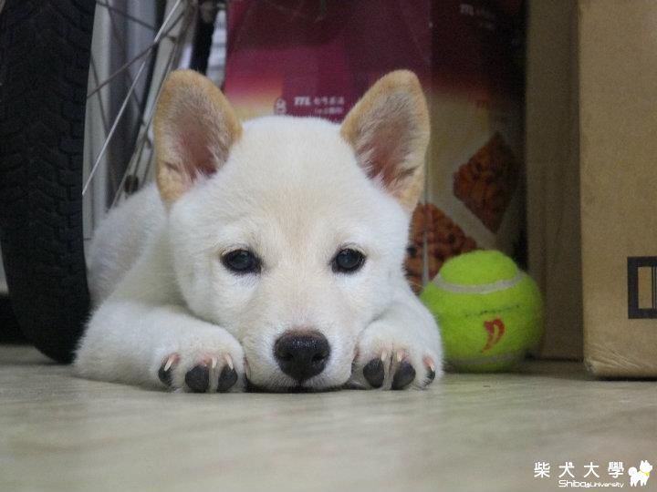 Yuki也是連城莊的白柴喔(原發表者:nicloas)(綜合討論)