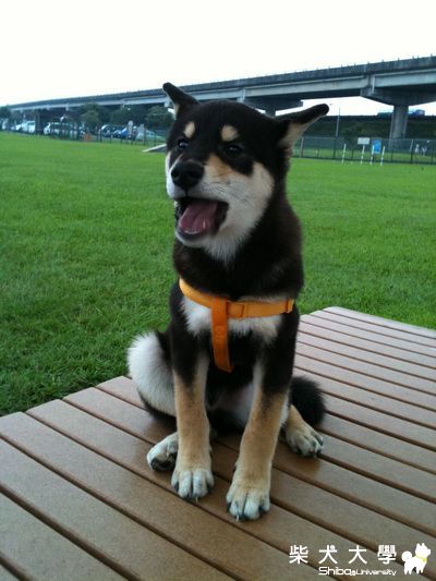 可樂今天累趴了!(原發表者:j613tw)(相簿)